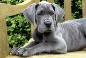 Large Breed Puppy